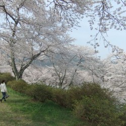 富士霊園