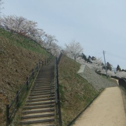  新倉山浅間公園