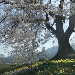 わに塚の桜