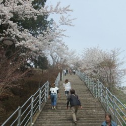  新倉山浅間公園