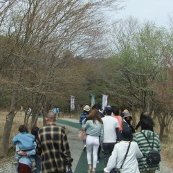 冨士桜祭り