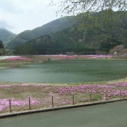 冨士桜祭り 
