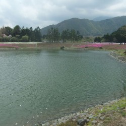 冨士桜祭り 