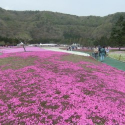 冨士桜祭り