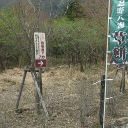 冨士桜祭り