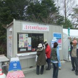 冨士桜祭り 