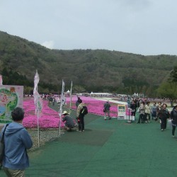 冨士桜祭り