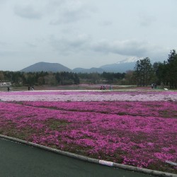 冨士桜祭り