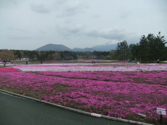 冨士桜祭り