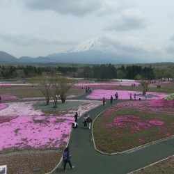 冨士桜祭り