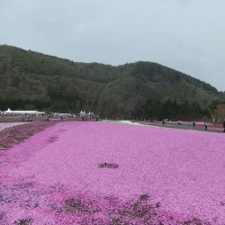 冨士桜祭り