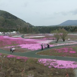 冨士桜祭り