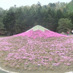 冨士桜祭り