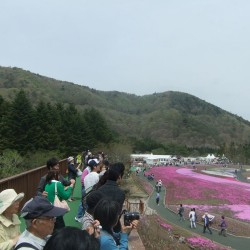 冨士桜祭り