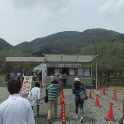 冨士桜祭り