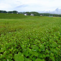 大泉町