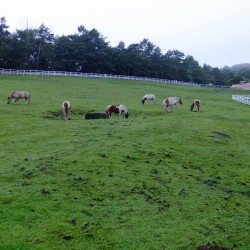 まきば公園