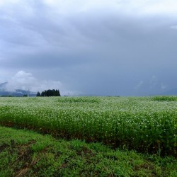 蕎麦