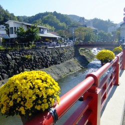 修善寺菊花まつり