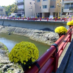 修善寺菊花まつり