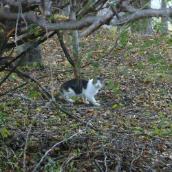 ねこ