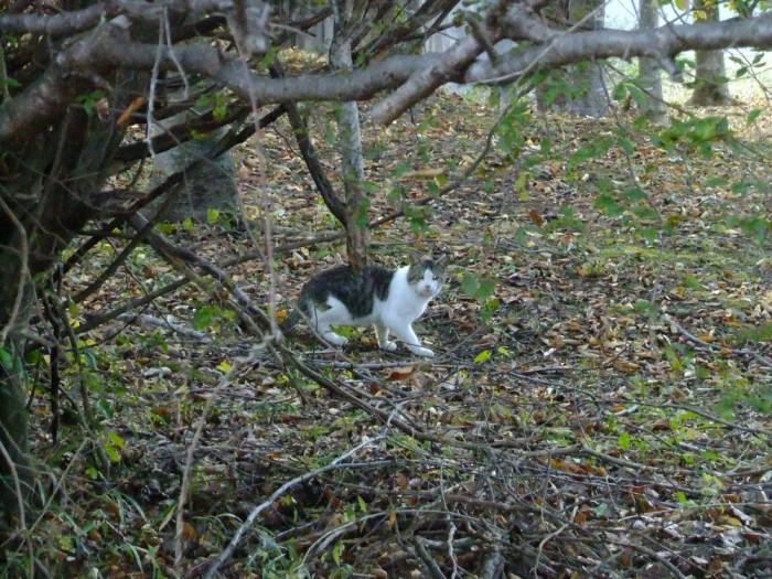 ねこ