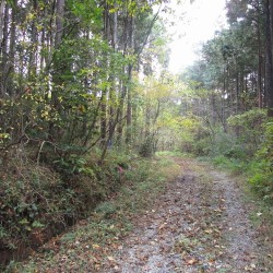 自然薯・山芋