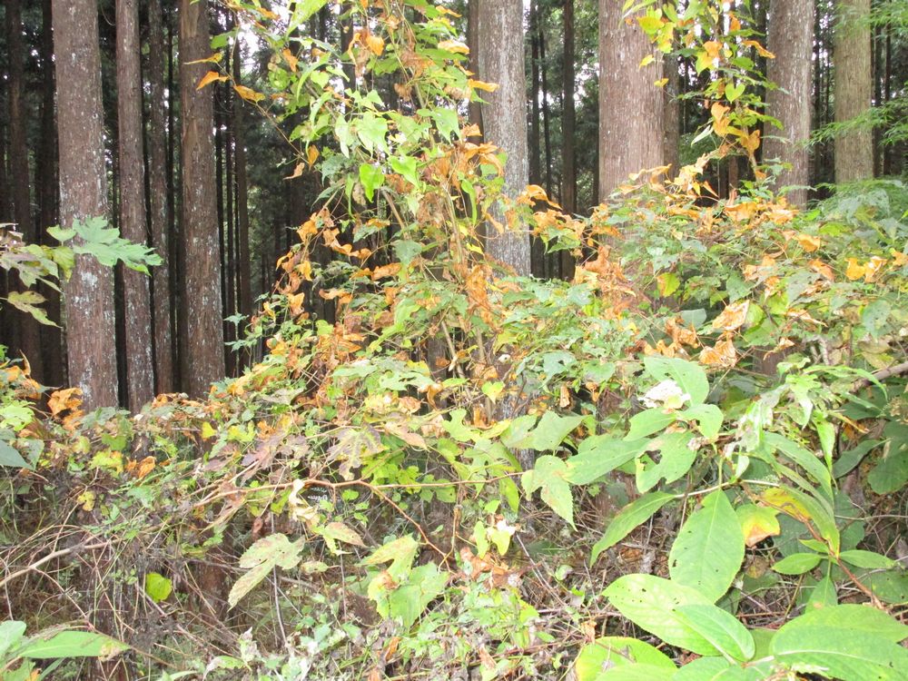 富士山周辺で秋の味覚 山芋 自然薯 掘り 田舎暮らしブログ