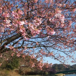 河津桜