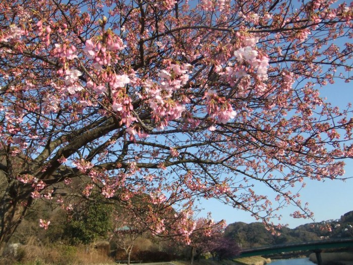 河津桜