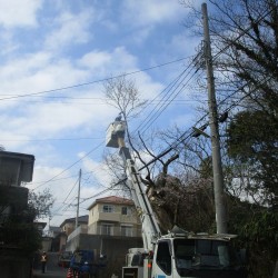 木の伐採・