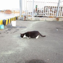 沼津港の釣り