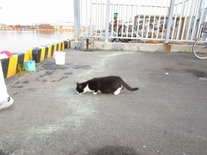 沼津港の釣り