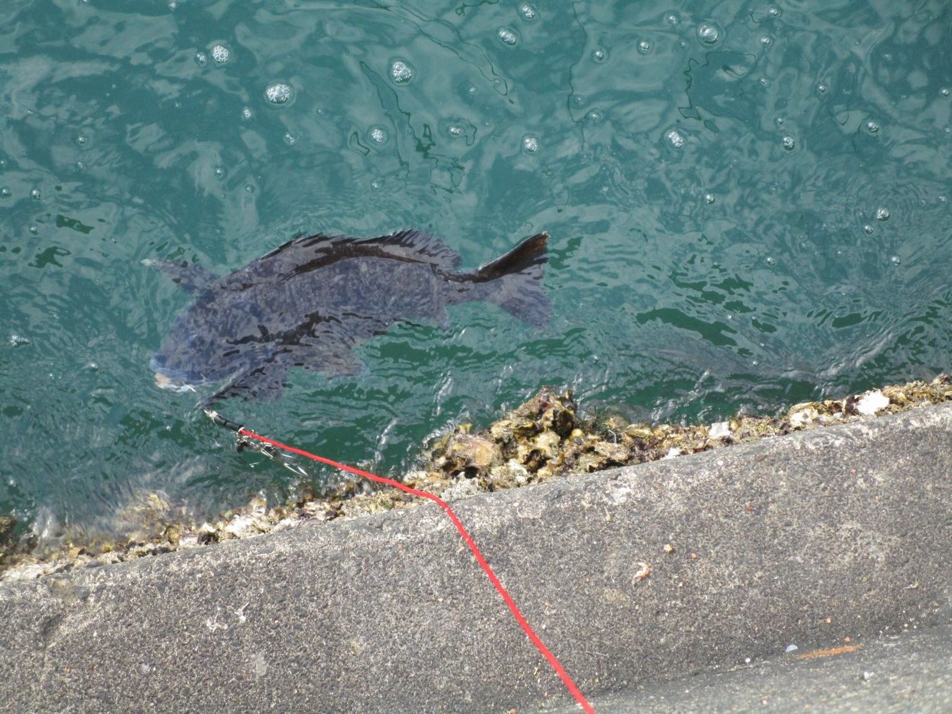 これまでで最高の清水 港 アジング ポイント すべての魚の画像