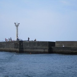 沼津港　釣り６