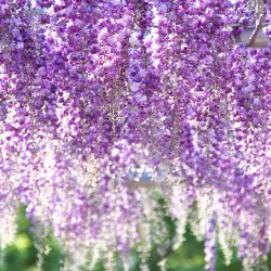 藤枝市の花