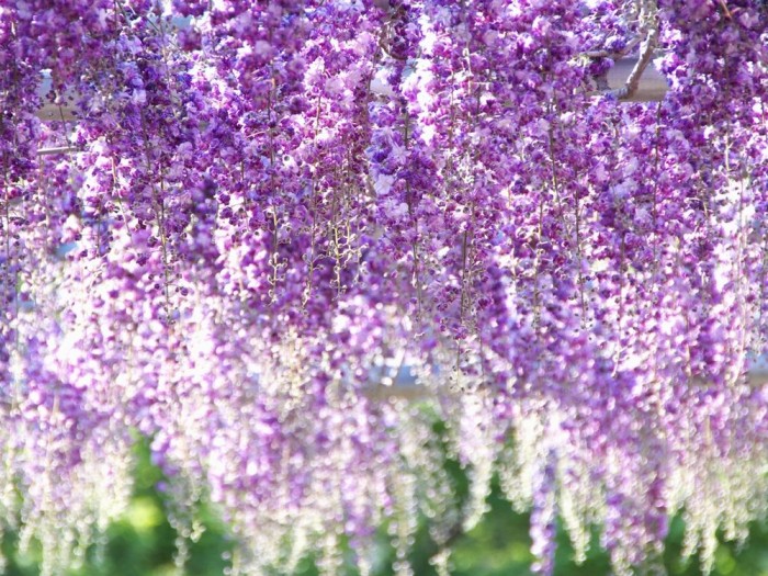 藤枝市の花