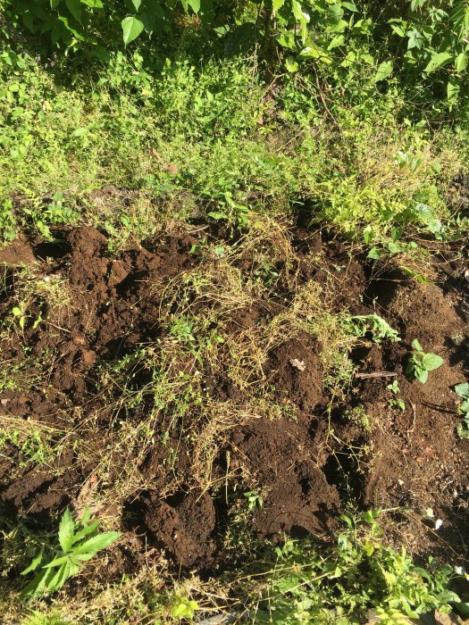 雑草が地面から掘り起こされている