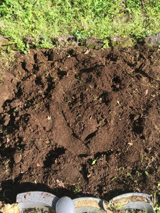 雑草が除去され茶色の土が見えている