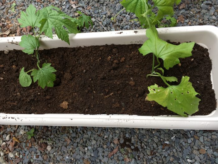 先ほどの苗に土をかぶせ、プランターの3分の2まで土を敷き詰める