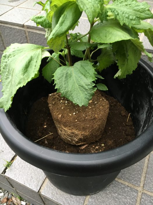 軽石上に土を鉢の半分より下まで被せたら苗が鉢の中心にくるように置く