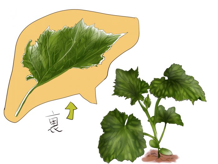 夏にピッタリの野菜の胡瓜を初心者でも簡単で美味しく新鮮な胡瓜を畑で栽培する方法 田舎暮らしブログ