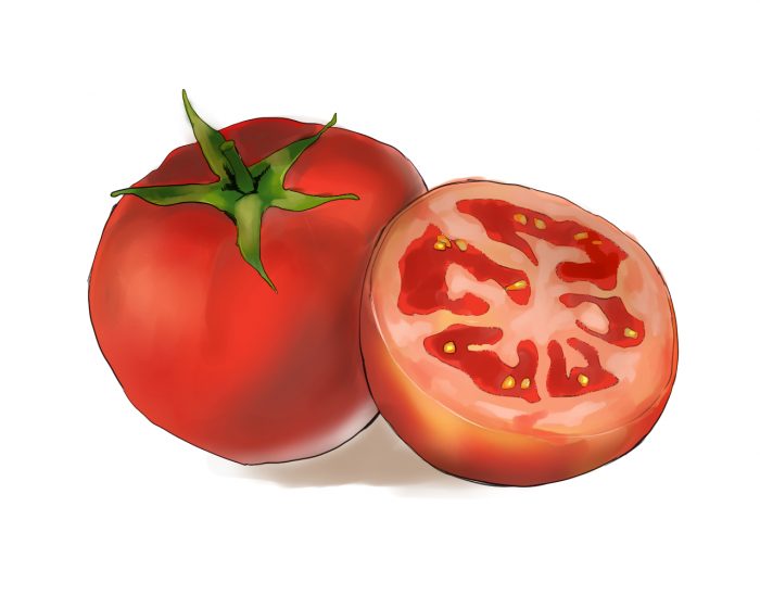 トマトのイラスト。丸い熟したトマトと、輪切りにされたトマト。