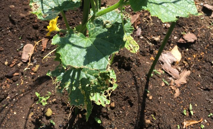 きゅうりの苗の葉がムシに食べられ、穴が空いている写真。