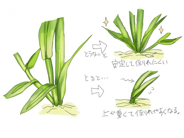 トウモロコシの脇芽を取った場合と取らない場合の図解。