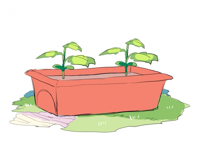 ゴーヤの苗を、２つプランターに植え付けたイラスト