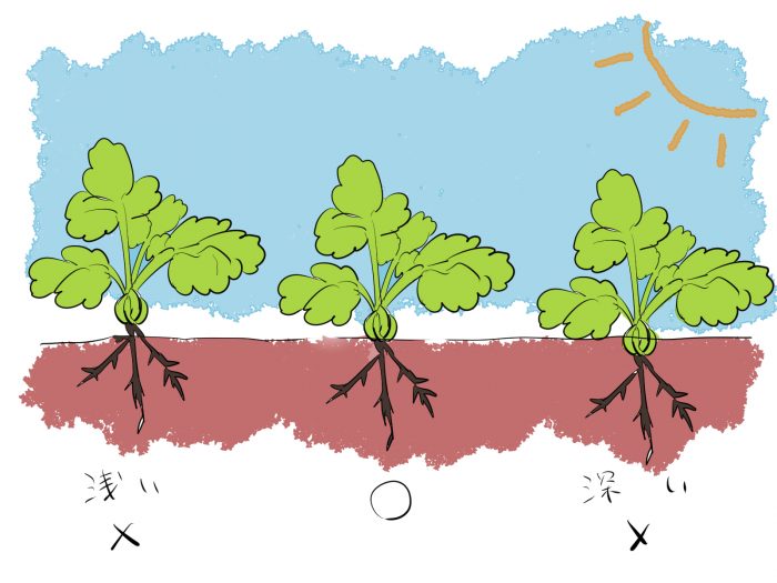 植え方のイラスト