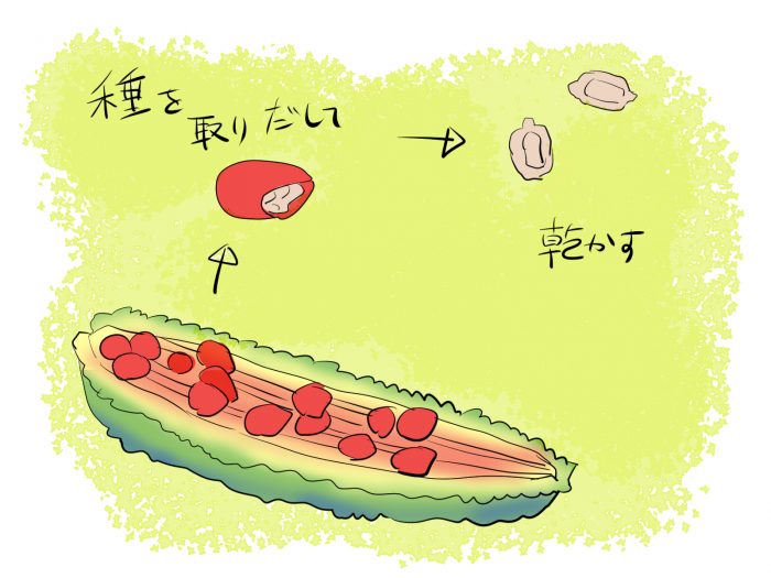 赤く熟れたゴーヤから、実を出して、乾燥させる工程のイラスト