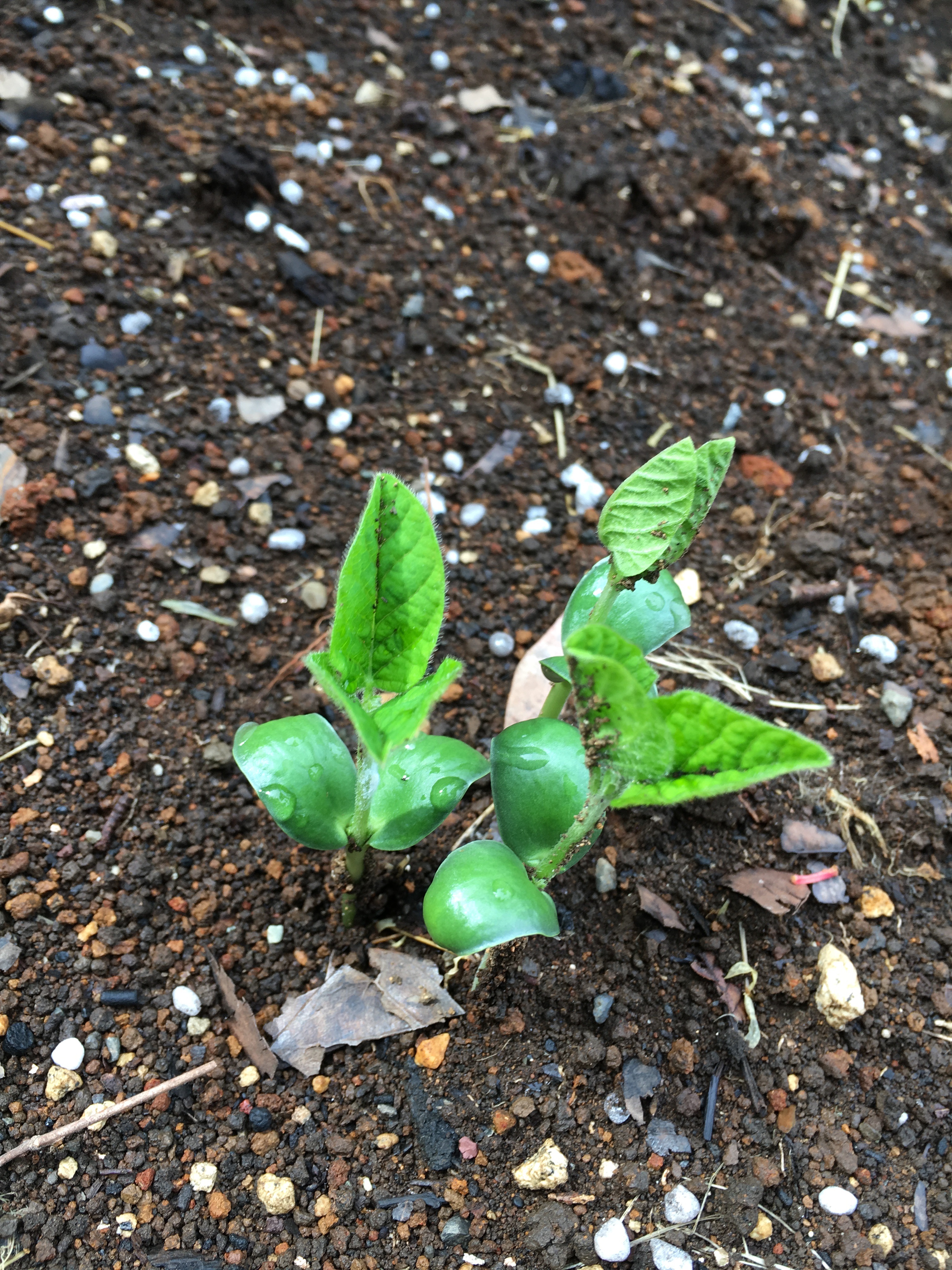 夏の定番野菜枝豆を小さい畑でも上手に大量に収穫する方法 簡単で イラスト付きでわかりやすく解説 田舎暮らしブログ