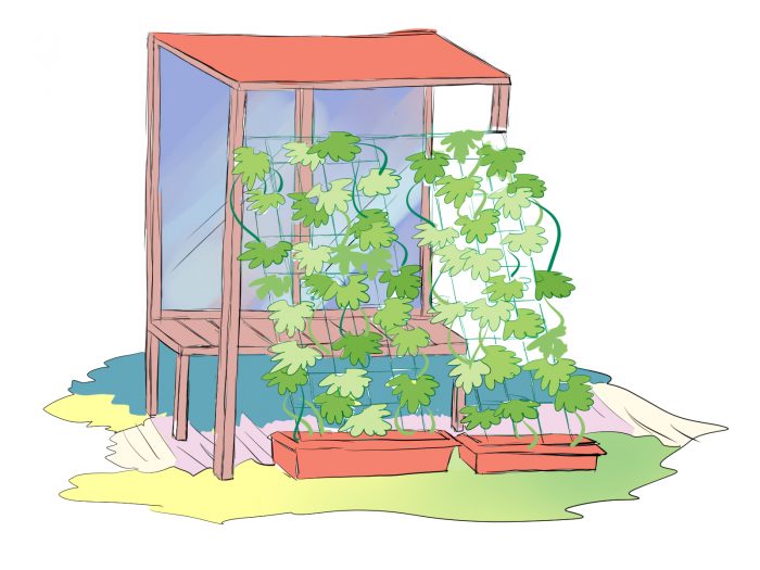 暑い夏に涼しさがあるグリーンカーテンをゴーヤで簡単にプランター栽培する方法 田舎暮らしブログ